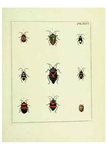 Reproducción/Reproduction 9248650664: Illustrations of natural history.. London,Printed for the author and sold by B. White,1770-82.