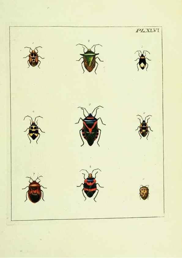 Reproducción/Reproduction 9248650664: Illustrations of natural history.. London,Printed for the author and sold by B. White,1770-82.