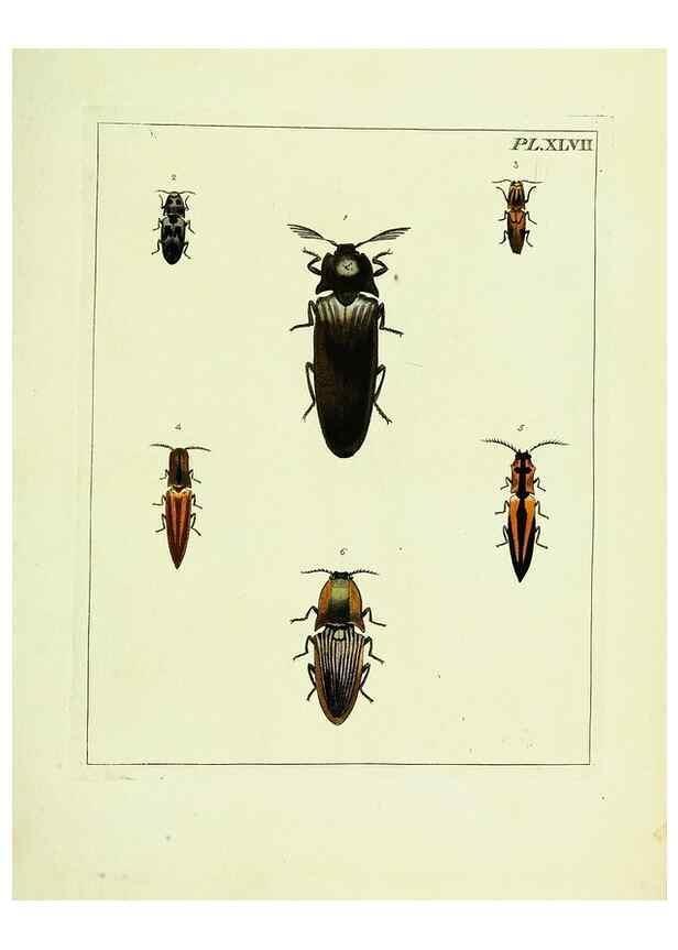 Reproducción/Reproduction 9248651416: Illustrations of natural history.. London,Printed for the author and sold by B. White,1770-82.