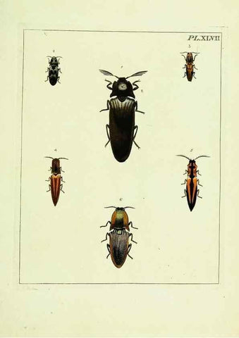 Reproducción/Reproduction 9248651416: Illustrations of natural history.. London,Printed for the author and sold by B. White,1770-82.