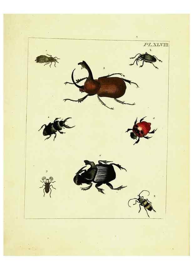 Reproducción/Reproduction 9245870695: Illustrations of natural history.. London,Printed for the author and sold by B. White,1770-82.