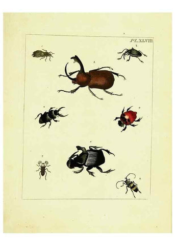 Reproducción/Reproduction 9245870695: Illustrations of natural history.. London,Printed for the author and sold by B. White,1770-82.