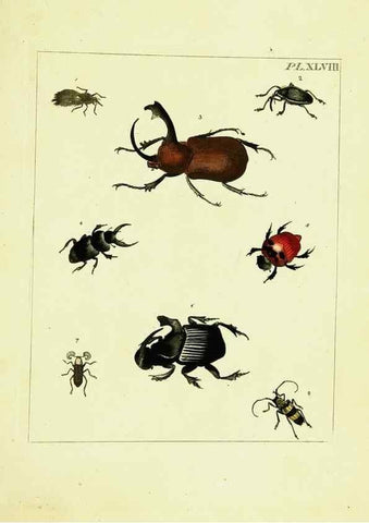 Reproducción/Reproduction 9245870695: Illustrations of natural history.. London,Printed for the author and sold by B. White,1770-82.