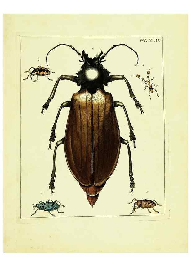 Reproducción/Reproduction 9248653082: Illustrations of natural history.. London,Printed for the author and sold by B. White,1770-82.