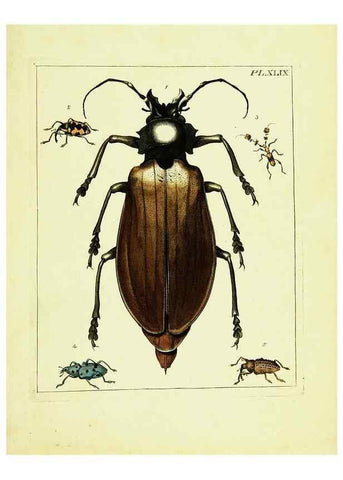 Reproducción/Reproduction 9248653082: Illustrations of natural history.. London,Printed for the author and sold by B. White,1770-82.