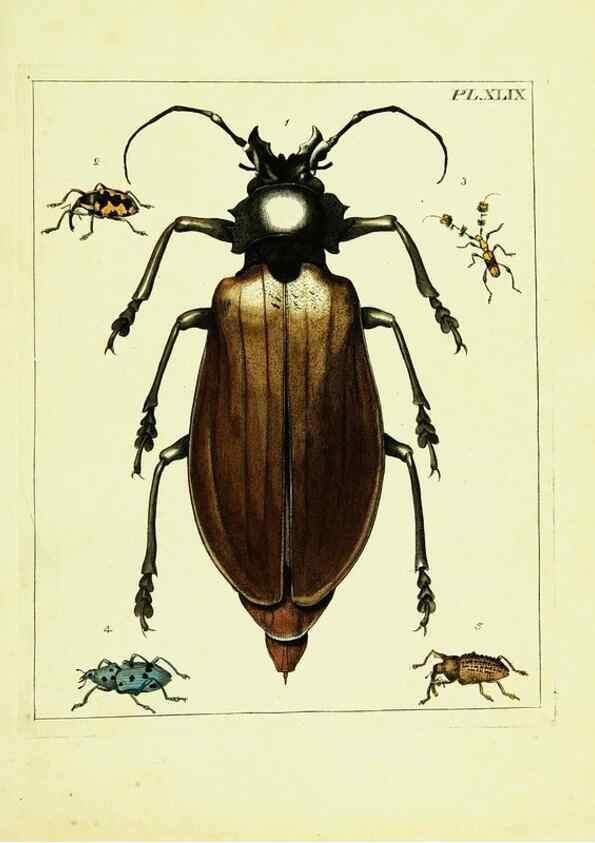 Reproducción/Reproduction 9248653082: Illustrations of natural history.. London,Printed for the author and sold by B. White,1770-82.