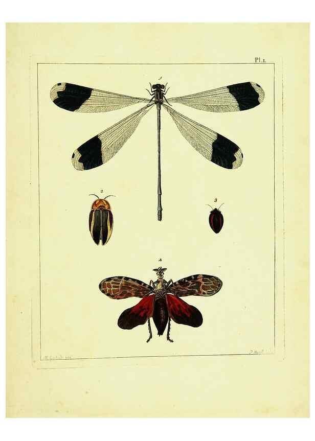 Reproducción/Reproduction 9245872371: Illustrations of natural history.. London,Printed for the author and sold by B. White,1770-82.