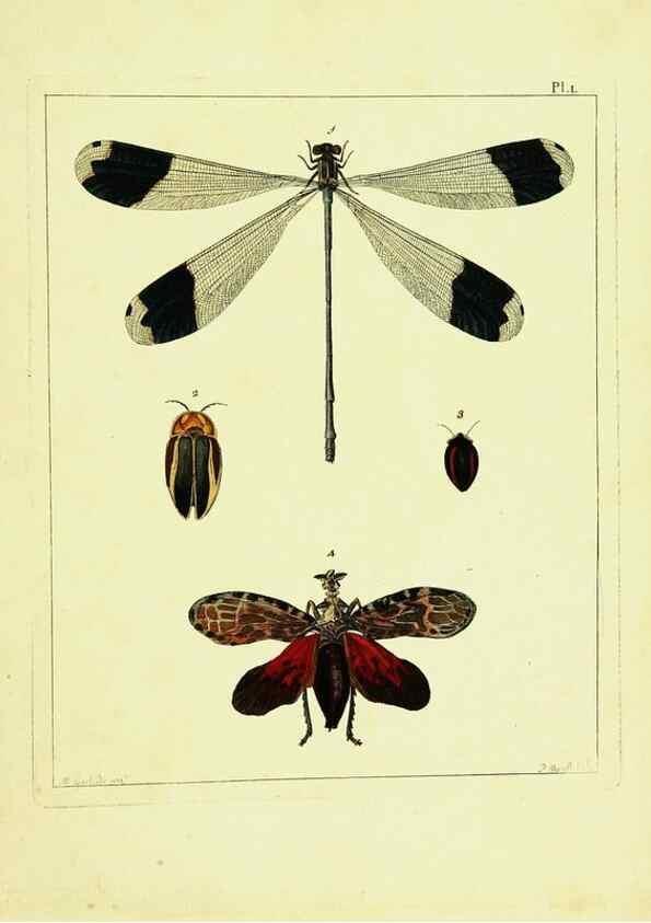 Reproducción/Reproduction 9245872371: Illustrations of natural history.. London,Printed for the author and sold by B. White,1770-82.