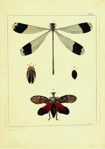 Reproducción/Reproduction 9245872371: Illustrations of natural history.. London,Printed for the author and sold by B. White,1770-82.