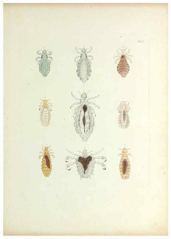 Reproducción/Reproduction 9246126721: Insecta epizoa.. Leipzig,O. Wigand,1874.