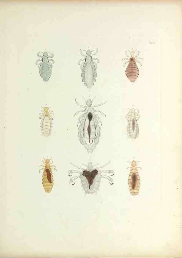 Reproducción/Reproduction 9246126721: Insecta epizoa.. Leipzig,O. Wigand,1874.
