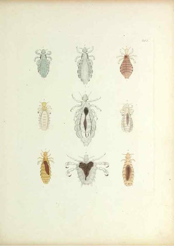 Reproducción/Reproduction 9246126721: Insecta epizoa.. Leipzig,O. Wigand,1874.