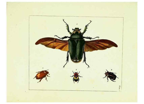 Reproducción/Reproduction 9245867227: Illustrations of natural history.. London,Printed for the author and sold by B. White,1770-82.