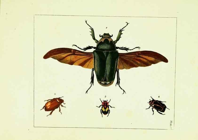 Reproducción/Reproduction 9245867227: Illustrations of natural history.. London,Printed for the author and sold by B. White,1770-82.