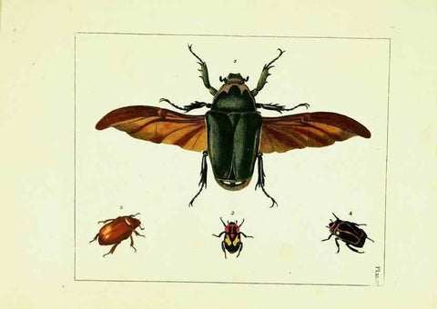 Reproducción/Reproduction 9245867227: Illustrations of natural history.. London,Printed for the author and sold by B. White,1770-82.