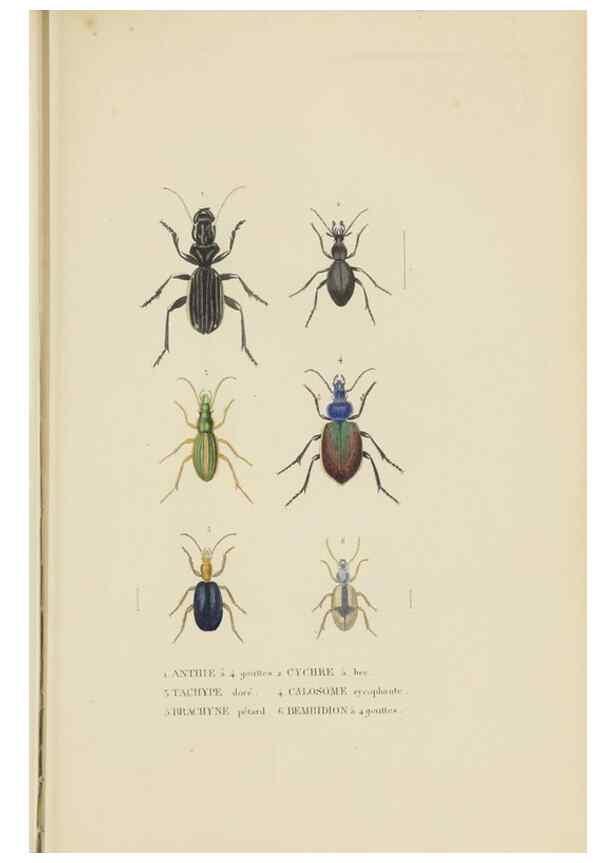 Reproducción/Reproduction 9368472173: Dictionnaire classique des sciences naturelles :. Brussels :Meline, Cans et Ce.,1853.