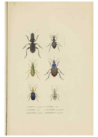 Reproducción/Reproduction 9368472173: Dictionnaire classique des sciences naturelles :. Brussels :Meline, Cans et Ce.,1853.