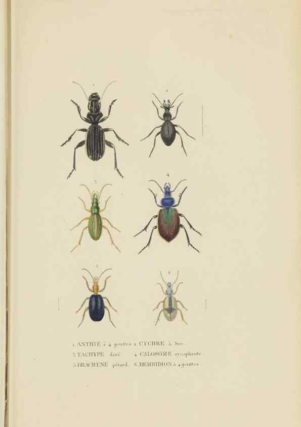 Reproducción/Reproduction 9368472173: Dictionnaire classique des sciences naturelles :. Brussels :Meline, Cans et Ce.,1853.