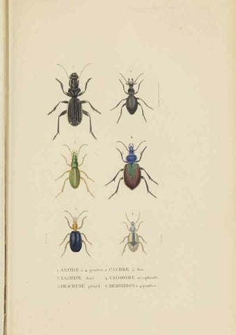 Reproducción/Reproduction 9368472173: Dictionnaire classique des sciences naturelles :. Brussels :Meline, Cans et Ce.,1853.