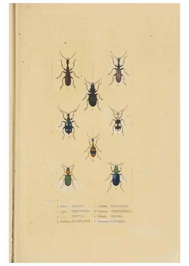 Reproducción/Reproduction 9371251670: Dictionnaire classique des sciences naturelles :. Brussels :Meline, Cans et Ce.,1853.