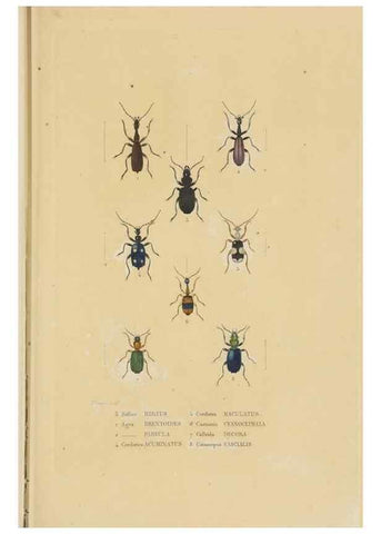 Reproducción/Reproduction 9371251670: Dictionnaire classique des sciences naturelles :. Brussels :Meline, Cans et Ce.,1853.