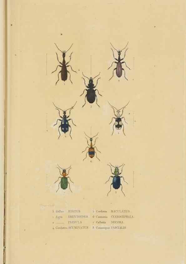 Reproducción/Reproduction 9371251670: Dictionnaire classique des sciences naturelles :. Brussels :Meline, Cans et Ce.,1853.