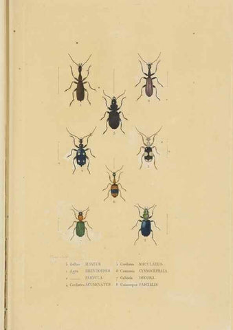 Reproducción/Reproduction 9371251670: Dictionnaire classique des sciences naturelles :. Brussels :Meline, Cans et Ce.,1853.