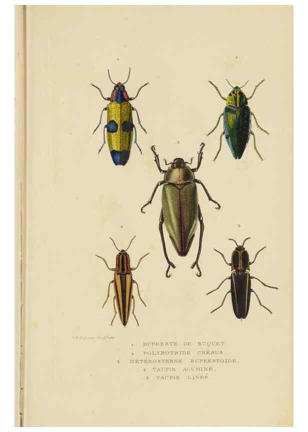 Reproducción/Reproduction 9368473901: Dictionnaire classique des sciences naturelles :. Brussels :Meline, Cans et Ce.,1853.