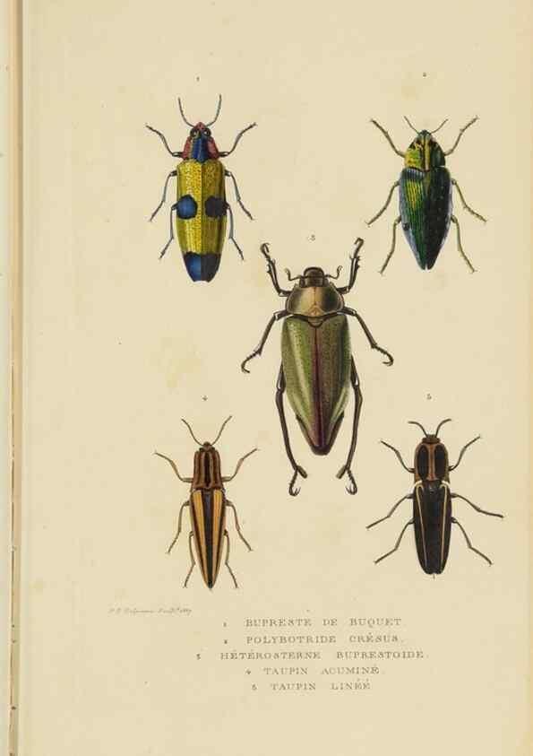 Reproducción/Reproduction 9368473901: Dictionnaire classique des sciences naturelles :. Brussels :Meline, Cans et Ce.,1853.