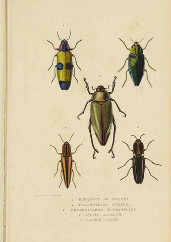 Reproducción/Reproduction 9368473901: Dictionnaire classique des sciences naturelles :. Brussels :Meline, Cans et Ce.,1853.
