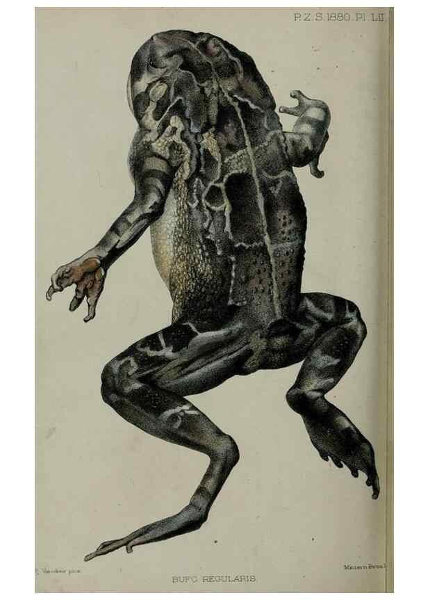 Reproducción/Reproduction 9518365002: Proceedings of the Zoological Society of London.. London :Academic Press, [etc.],1833-1965.