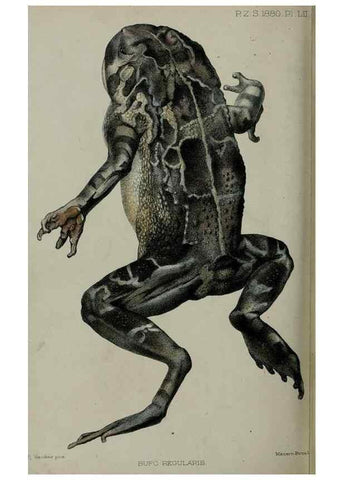 Reproducción/Reproduction 9518365002: Proceedings of the Zoological Society of London.. London :Academic Press, [etc.],1833-1965.