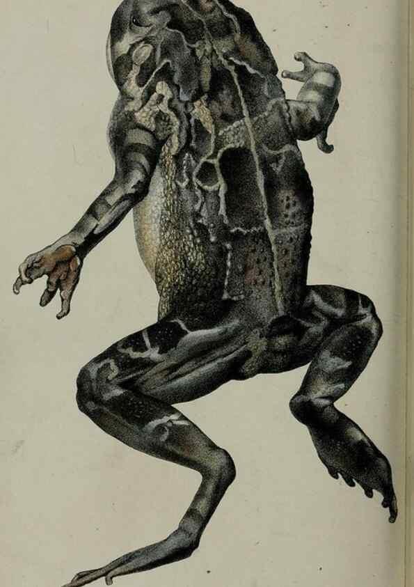 Reproducción/Reproduction 9518365002: Proceedings of the Zoological Society of London.. London :Academic Press, [etc.],1833-1965.