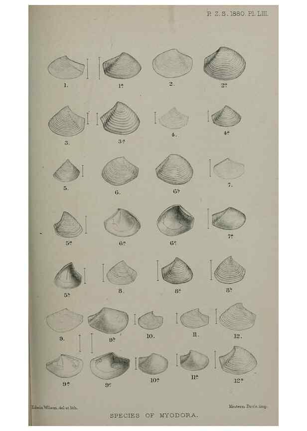 Reproducción/Reproduction 9518366114: Proceedings of the Zoological Society of London.. London :Academic Press, [etc.],1833-1965.