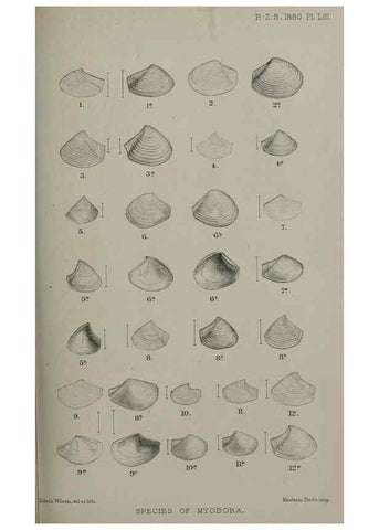 Reproducción/Reproduction 9518366114: Proceedings of the Zoological Society of London.. London :Academic Press, [etc.],1833-1965.