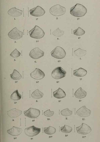 Reproducción/Reproduction 9518366114: Proceedings of the Zoological Society of London.. London :Academic Press, [etc.],1833-1965.
