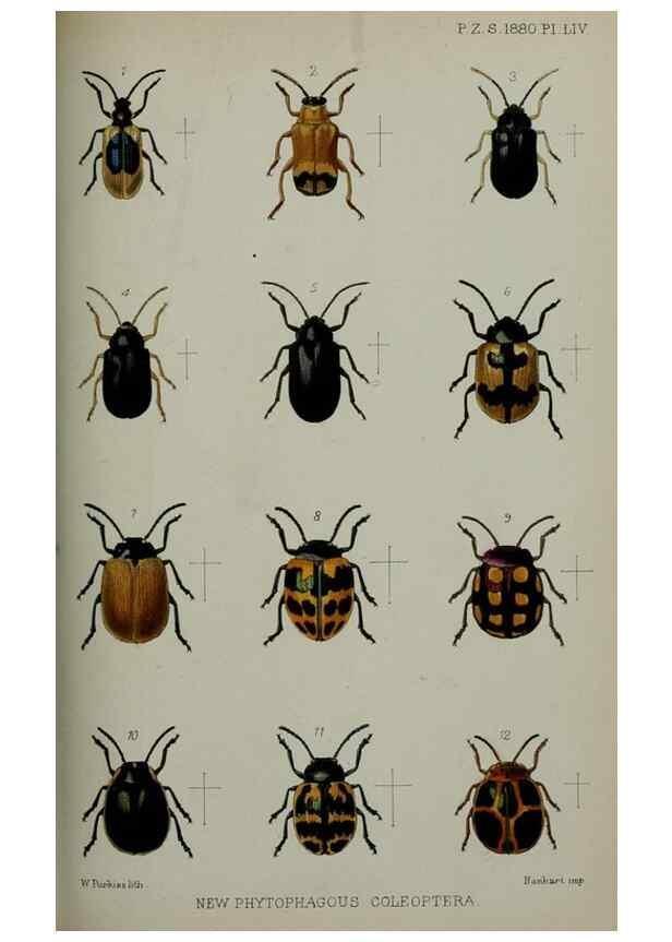 Reproducción/Reproduction 9518367360: Proceedings of the Zoological Society of London.. London :Academic Press, [etc.],1833-1965.