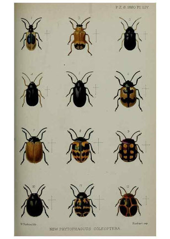 Reproducción/Reproduction 9518367360: Proceedings of the Zoological Society of London.. London :Academic Press, [etc.],1833-1965.