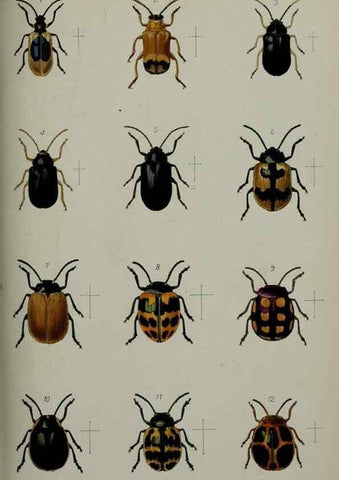 Reproducción/Reproduction 9518367360: Proceedings of the Zoological Society of London.. London :Academic Press, [etc.],1833-1965.
