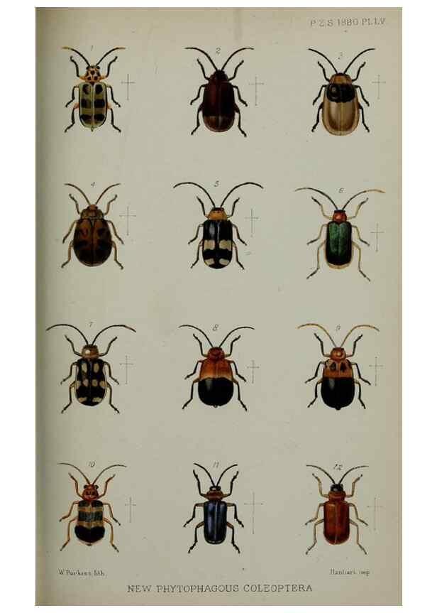 Reproducción/Reproduction 9518368620: Proceedings of the Zoological Society of London.. London :Academic Press, [etc.],1833-1965.