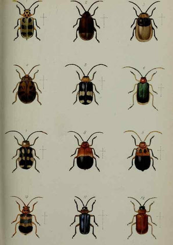 Reproducción/Reproduction 9518368620: Proceedings of the Zoological Society of London.. London :Academic Press, [etc.],1833-1965.