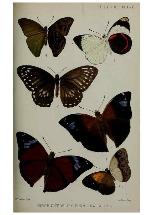 Reproducción/Reproduction 9515579047: Proceedings of the Zoological Society of London.. London :Academic Press, [etc.],1833-1965.