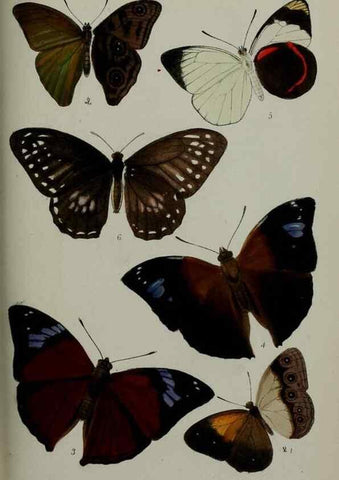 Reproducción/Reproduction 9515579047: Proceedings of the Zoological Society of London.. London :Academic Press, [etc.],1833-1965.