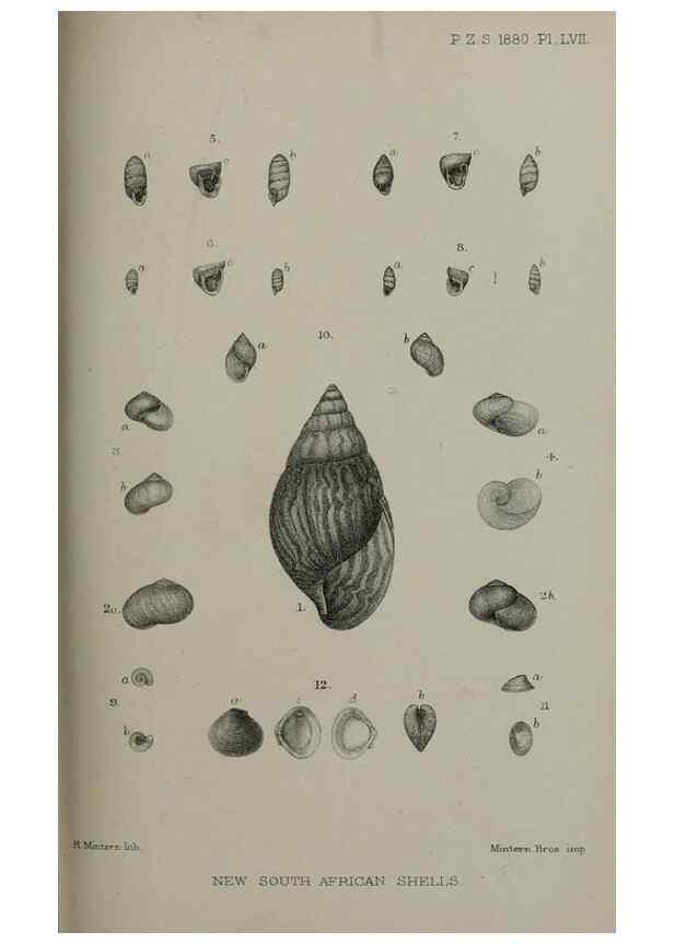 Reproducción/Reproduction 9518371042: Proceedings of the Zoological Society of London.. London :Academic Press, [etc.],1833-1965.