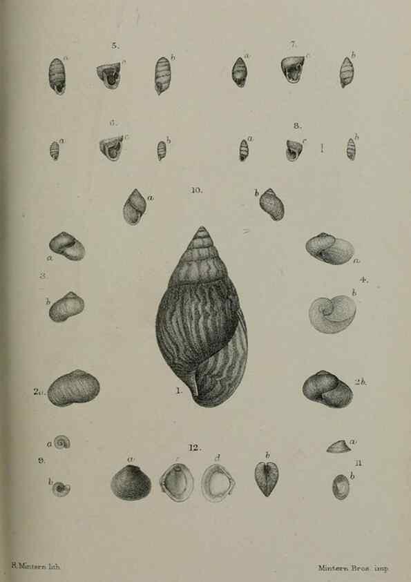 Reproducción/Reproduction 9518371042: Proceedings of the Zoological Society of London.. London :Academic Press, [etc.],1833-1965.