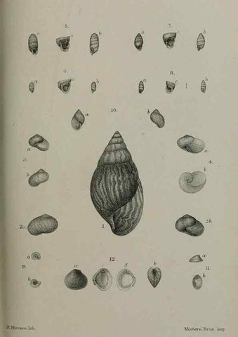 Reproducción/Reproduction 9518371042: Proceedings of the Zoological Society of London.. London :Academic Press, [etc.],1833-1965.