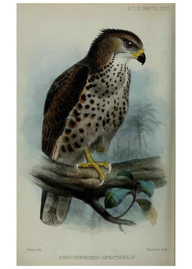 Reproducción/Reproduction 9518372362: Proceedings of the Zoological Society of London.. London :Academic Press, [etc.],1833-1965.