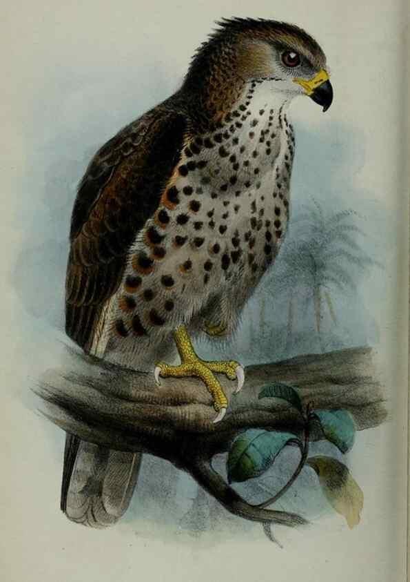 Reproducción/Reproduction 9518372362: Proceedings of the Zoological Society of London.. London :Academic Press, [etc.],1833-1965.
