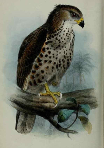 Reproducción/Reproduction 9518372362: Proceedings of the Zoological Society of London.. London :Academic Press, [etc.],1833-1965.