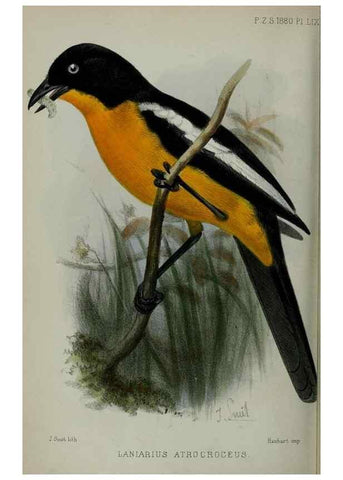 Reproducción/Reproduction 9518374394: Proceedings of the Zoological Society of London.. London :Academic Press, [etc.],1833-1965.